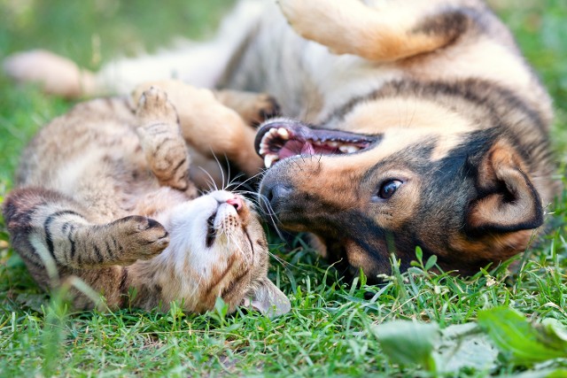 Happy Cat and Dog - Preventative Items