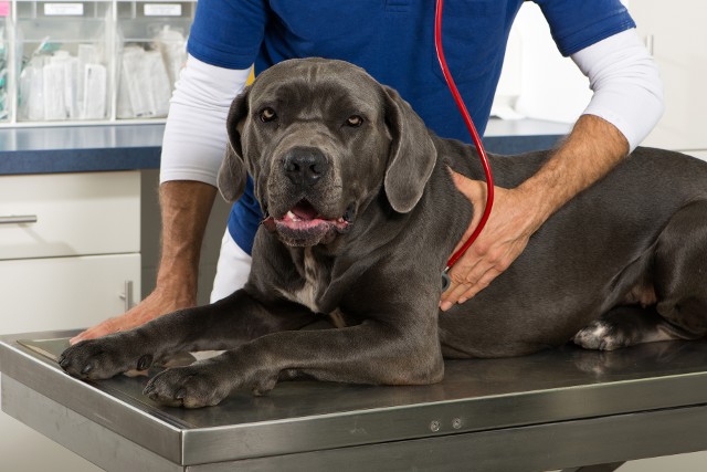 Dog at Vet for Diagnostics in Spanish Fort AL